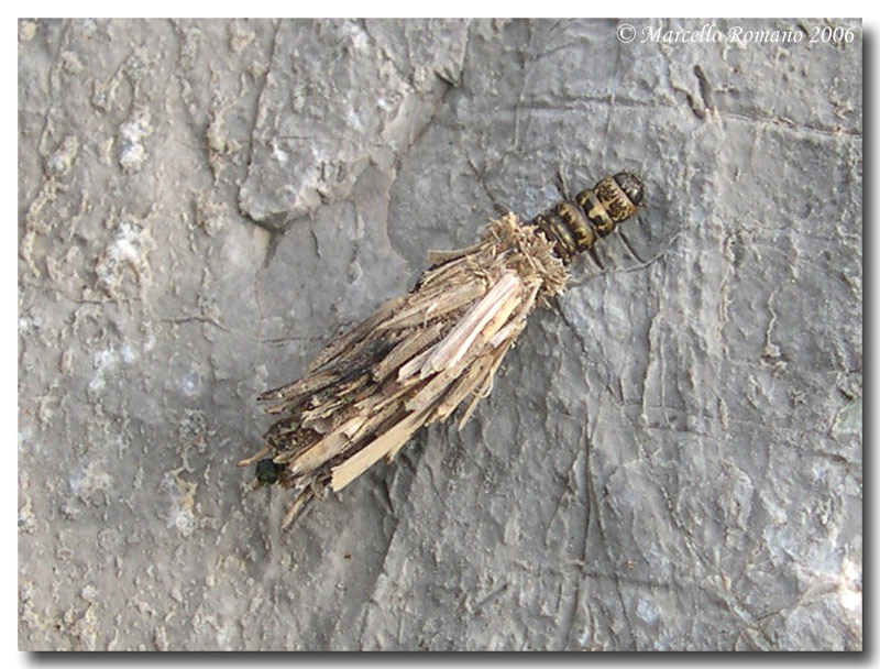 Fodero e bruco di Psychidae (Lepidoptera)